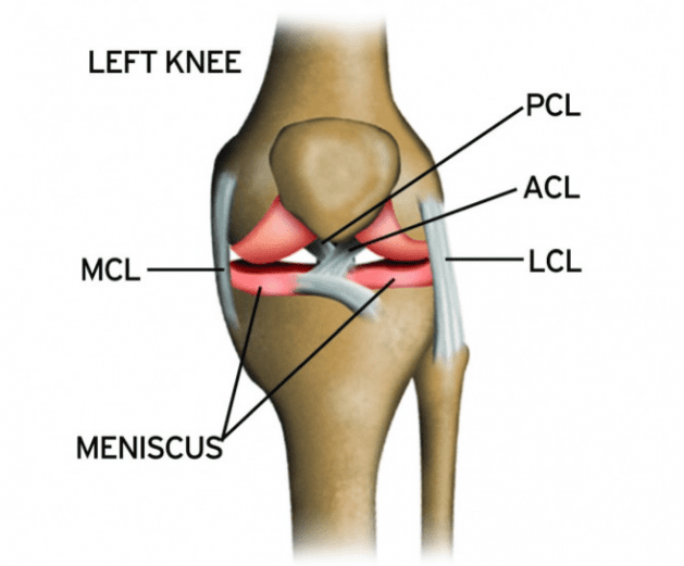 ligamenti kolena